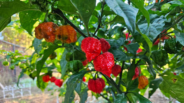 Fresh Carolina Reaper peppers