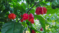 Fresh Carolina Reaper peppers