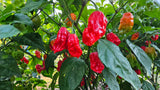 Fresh Carolina Reaper peppers